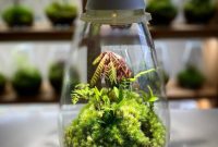 Japanese Moss Terrarium with LED lighting, Mosslight White Brand new | eBay Japanese Moss Terrarium with LED lighting, Mosslight White Brand new | eBay
