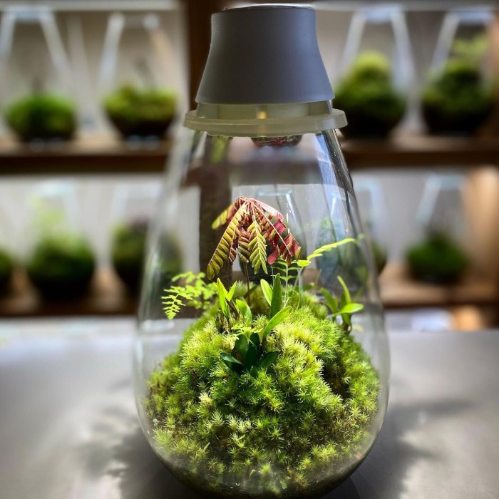Japanese Moss Terrarium with LED lighting, Mosslight White Brand new | eBay Japanese Moss Terrarium with LED lighting, Mosslight White Brand new | eBay